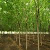 5公分國槐價(jià)格種植基地 5公分速生國槐