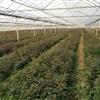 大花品種月季 3-4年大杯苗