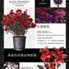 美國黑鉆紫薇 紫黑葉片9種花色