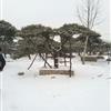 萊蕪造型松