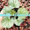 礬根 盆栽花苗 觀葉植物多色多年生彩葉草花卉 小小苗耐寒植物