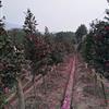茶花15最新價格/茶花15報價