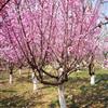 紅梅行情報(bào)價(jià)\紅梅圖片展示