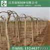 基地直銷龍爪槐 垂槐 批發(fā)綠化苗