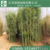 基地直銷(xiāo)青竹 剛竹 淡竹 毛竹