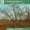 基地直銷日本晚櫻樹苗 工程綠化苗 批發(fā)量大規(guī)格全價格低