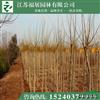 金葉槐 基地直銷 綠化工程苗 規(guī)格全 批發(fā)量大價格優(yōu)