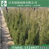 批發(fā)塔柏 蜀檜 檜柏價格優(yōu)惠