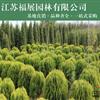 灑金柏小苗 灑金柏球