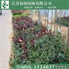月季花批發(fā) 紅帽月季 大花月季 藤本月季 種植扦插月季