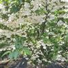 玉玲花2報價(jià)/山東玉玲花2報價(jià)
