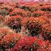 青島供應(yīng) 紅火焰紅葉石楠球，高桿紅葉石楠