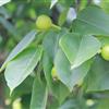 梨樹苗批發(fā)供應(yīng)