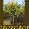2017年金葉榆最新批發(fā)價格——金葉榆特點及發(fā)展前景