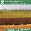 紅葉小檗6報(bào)價(jià)/江蘇紅葉小檗6報(bào)價(jià)