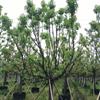 浙江省長興大量供應(yīng)18CM精品香樟容器香樟全冠香樟移植香樟