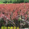 供應(yīng)紅葉小波價格30-60公分高小波圖片小波色塊苗基地直銷