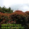 湖南郴州紅葉石楠球，紅葉石楠苗，低價(jià)紅葉石楠球直銷