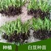 湖北白芨種植 湖北白芨 湖北白芨種植技術 湖北白芨價格 湖北