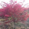 江蘇地區(qū)供應(yīng)2-8公分美國(guó)紅楓