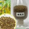 江蘇豬屎豆種子介紹