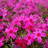 叢生宿根福祿考芝櫻花叢生宿根福祿考基地批發(fā)采購(gòu)花卉苗木基地批