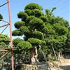 福建漳浦沙西鎮(zhèn)——小葉榕基地