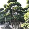 福建造型小葉榕27信息