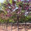 香花槐價格-河北香花槐基地-供應(yīng)香花槐