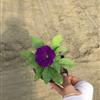 矮牽牛 藍紫 自有基地各種時令草花出售