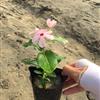 長春花 粉紅 自有基地各種時令草花出售