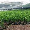 自家種植培育 土生土長(zhǎng)嫁接新品種沃柑苗 土話沃蛋柑苗子