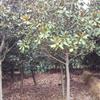 華東地區(qū)廣玉蘭7～30公分精品樹行情報價\華東地區(qū)廣玉蘭7～30公分精品樹圖片展示