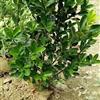 河北保定大葉黃楊廠家，批發(fā)價(jià)，種植基地