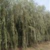 河北保定金絲垂柳