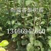 矮化寒富蘋果苗價格|蘋果苗報價|蘋果苗圖片|苗木產(chǎn)地
