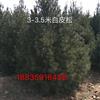 今年3米白皮松價(jià)格·今年山西3-3.5米白皮松價(jià)格行情供應(yīng)