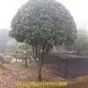 湖南精品桂花樹-10公分湖南桂花樹規(guī)格全,您的滿意之選!