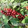 鈣果苗幾年結(jié)果·當(dāng)年掛果的鈣果苗熱銷中·鈣果苗多少錢一棵