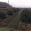 浙江高桿茶梅5-12公分介紹