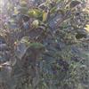 福建寧德供應(yīng)良種油茶 油茶