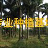 大王椰子樹(shù)高10米批發(fā)