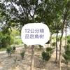 12公分皂角樹(shù)價(jià)格洛陽(yáng)12公分皂角樹(shù)行情12公分皂角樹(shù)價(jià)格