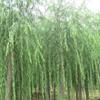 垂柳價格-10公分垂柳多少錢-河北垂柳基地