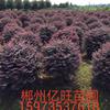 紅花繼木球行情報價/紅花繼木球圖片展示