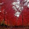 江蘇紅冠紅楓價(jià)格 徐州紅冠紅楓價(jià)格 邳州紅冠紅楓價(jià)格