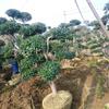 蘇州別墅綠化 庭院別墅苗木基地 造型無刺枸骨 蘇州苗圃 