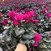 年宵花卉供應(yīng)仙客來(lái) 仙客來(lái)成都基地  時(shí)令鮮花仙客來(lái)