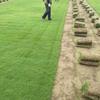果嶺草草坪價格_果嶺草草坪圖片_果嶺草草坪基地   