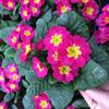 四川玫紅色報(bào)春花批發(fā)